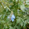Bild: Salbei Pfeffer-1_21635.jpeg 